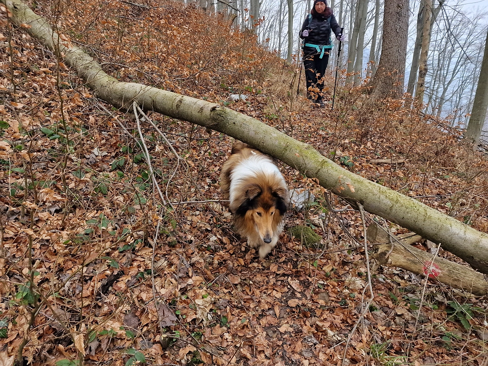 Slika je vidna v Google Chromu.
