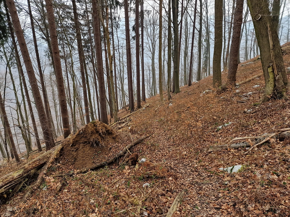 Slika je vidna v Google Chromu.