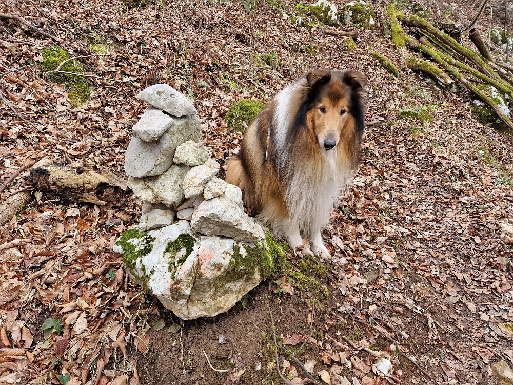 Slika je vidna v Google Chromu.