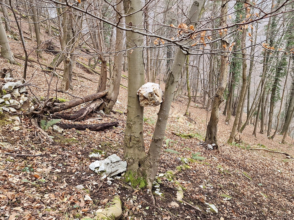 Slika je vidna v Google Chromu.