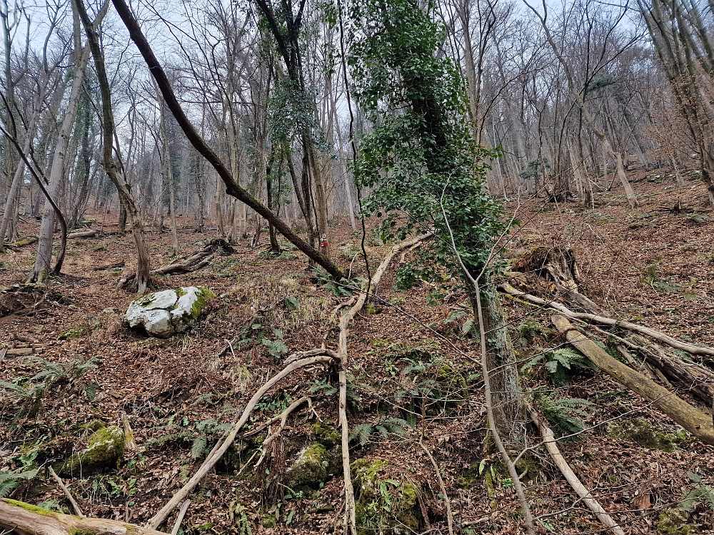 Slika je vidna v Google Chromu.