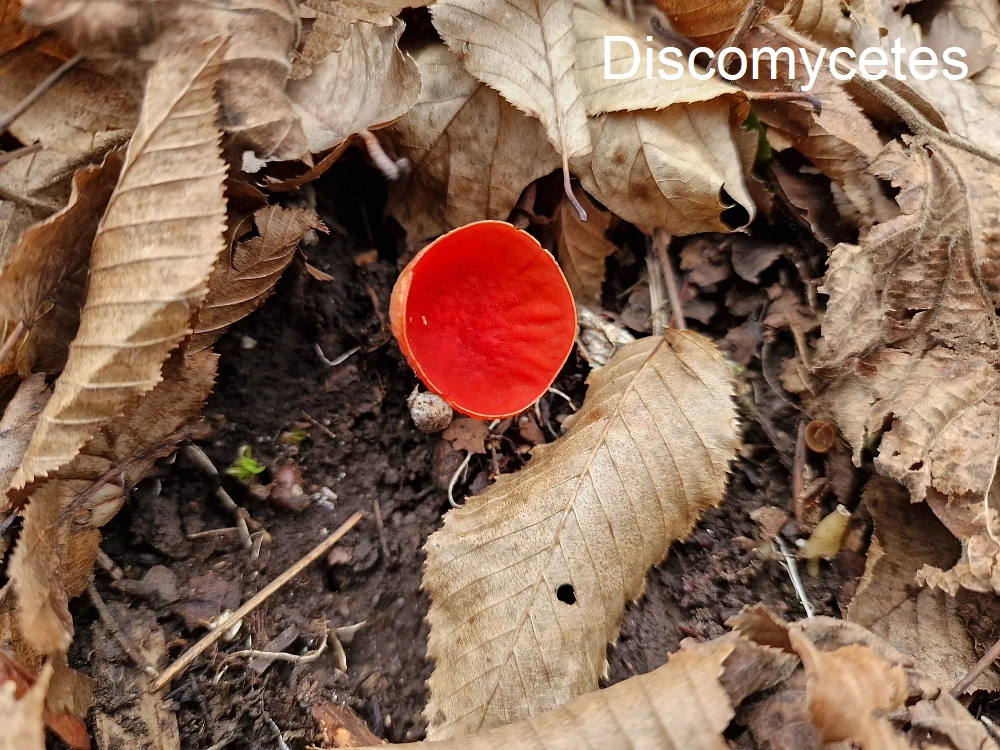 Slika je vidna v Google Chromu.