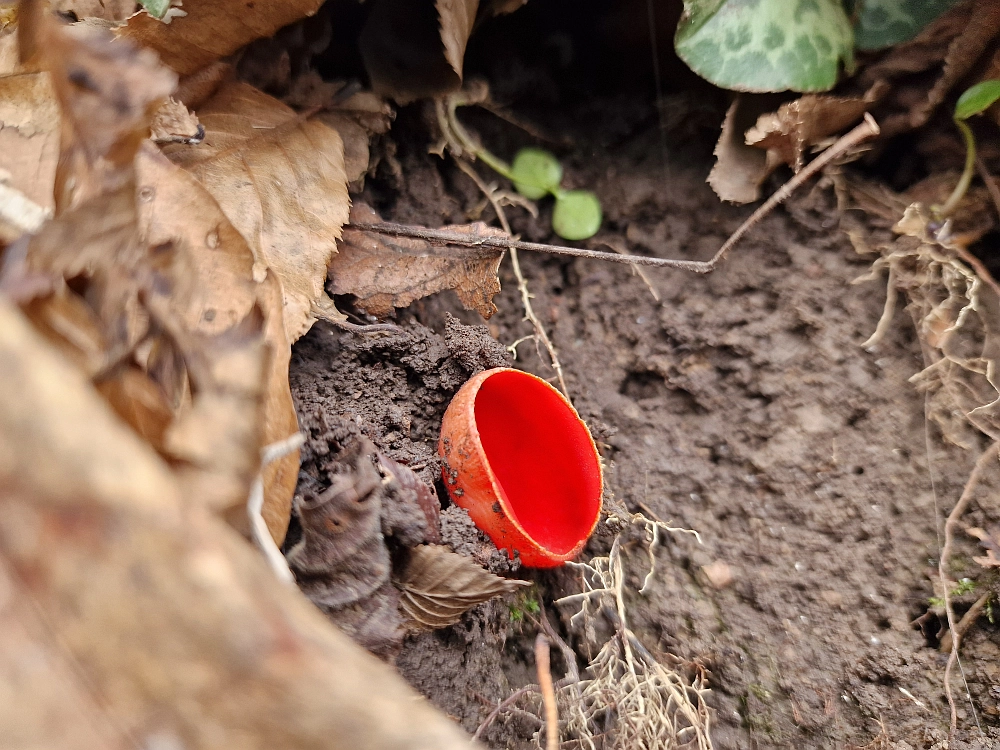 Slika je vidna v Google Chromu.