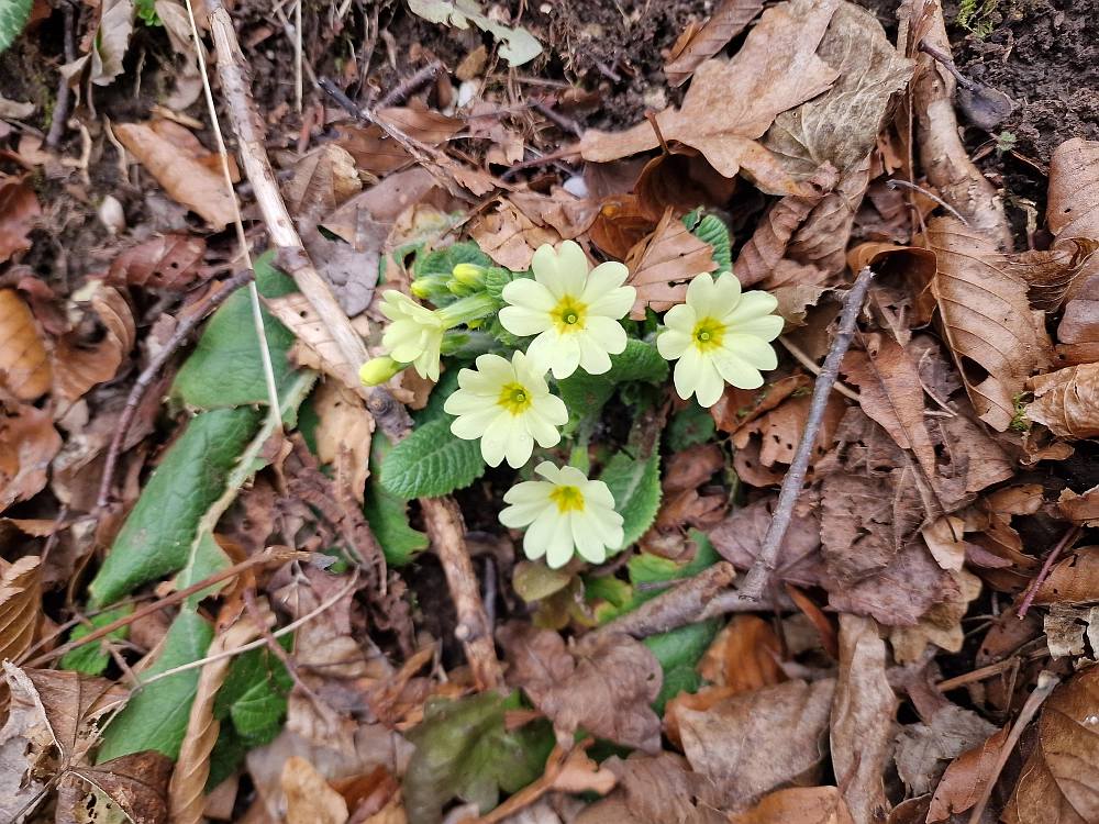 Slika je vidna v Google Chromu.