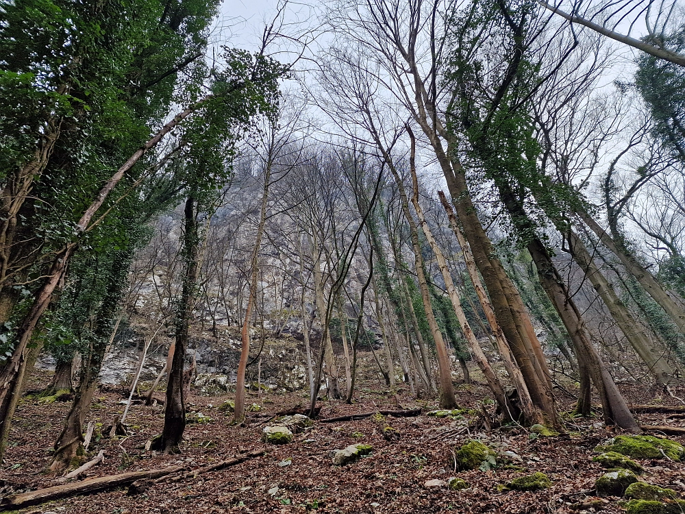 Slika je vidna v Google Chromu.