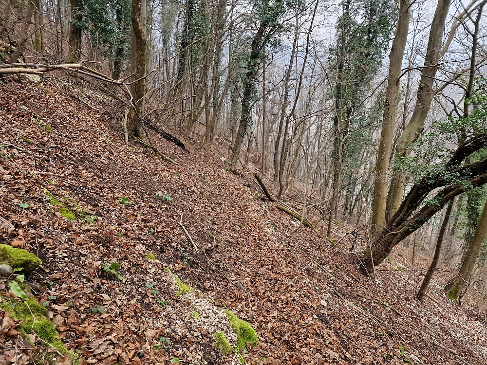 Slika je vidna v Google Chromu.