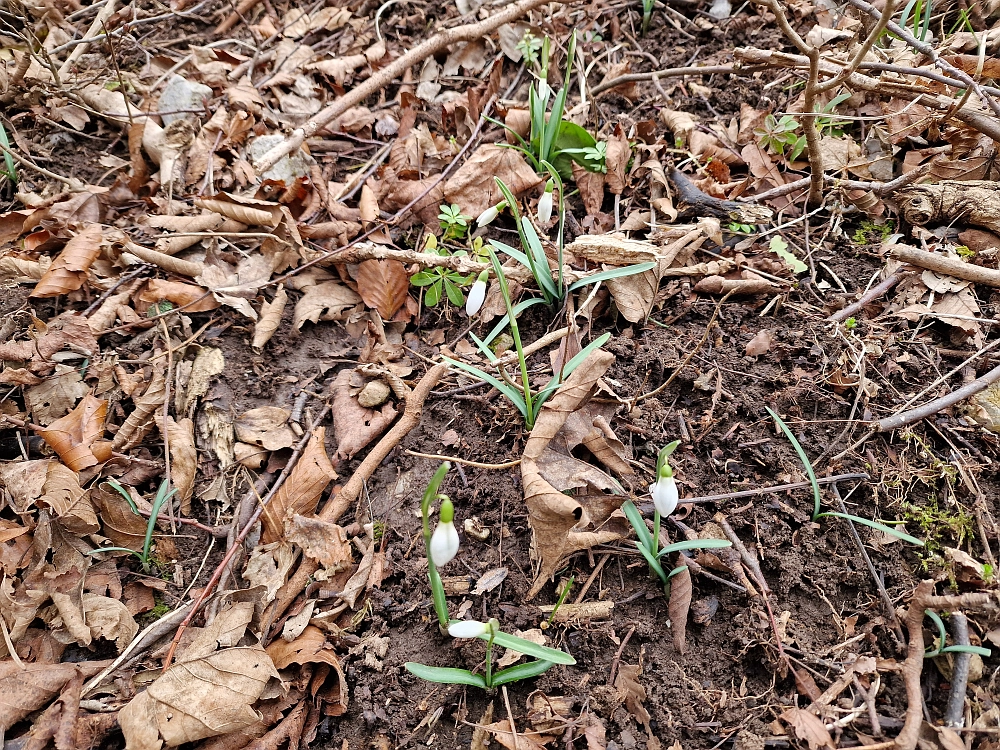 Slika je vidna v Google Chromu.