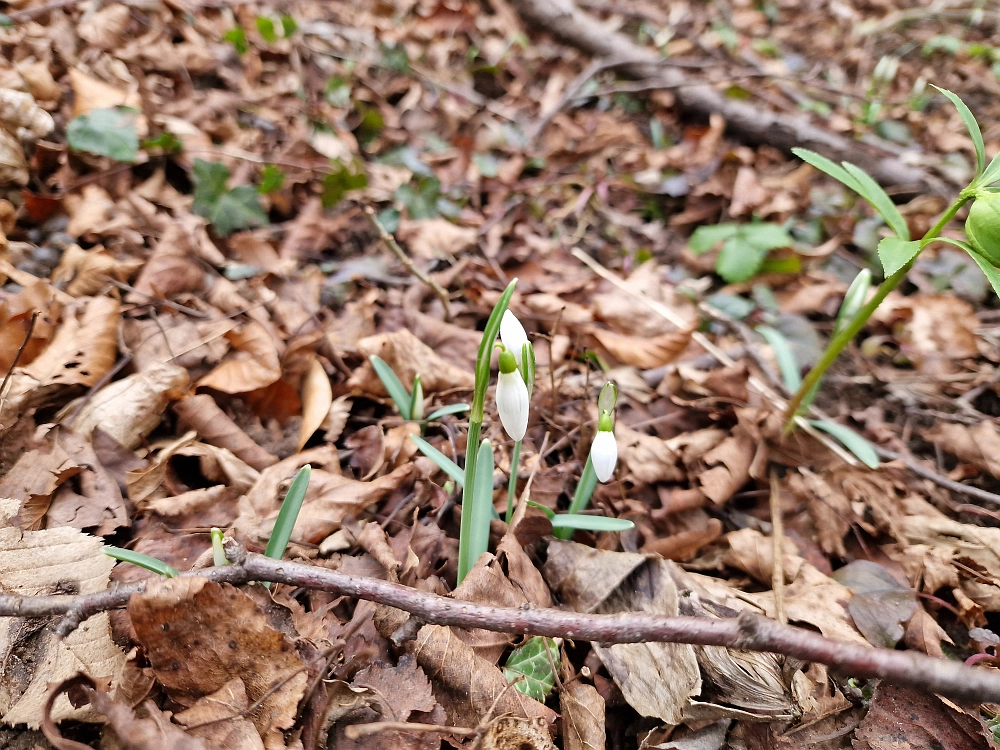 Slika je vidna v Google Chromu.