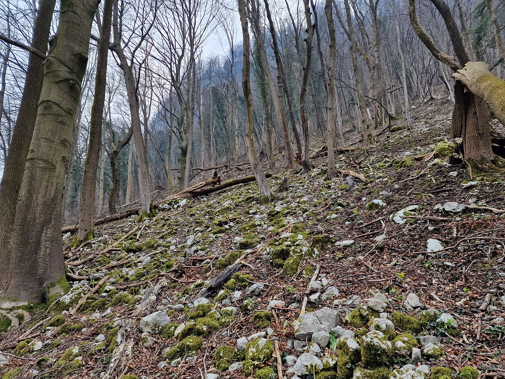 Slika je vidna v Google Chromu.