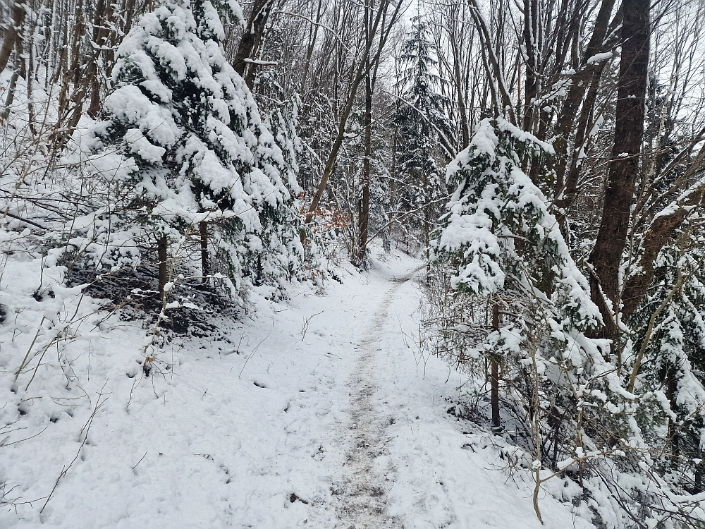 Slika je vidna v Google Chromu.