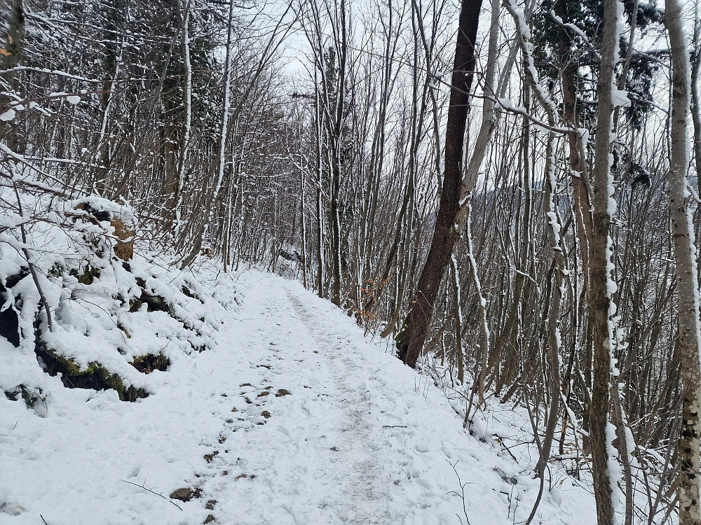 Slika je vidna v Google Chromu.