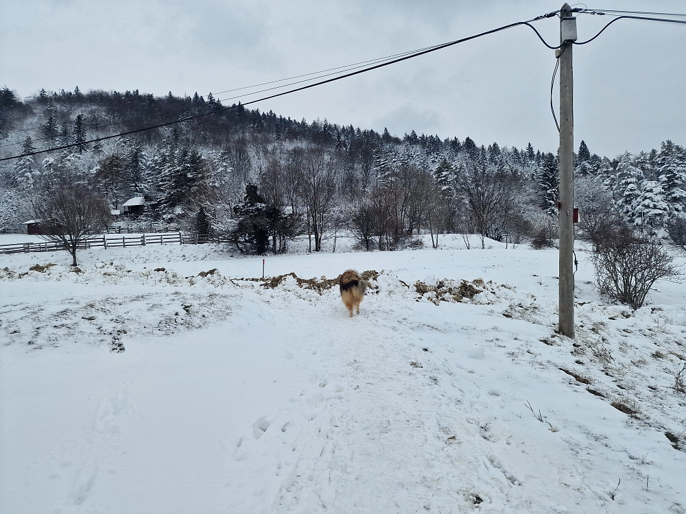 Slika je vidna v Google Chromu.