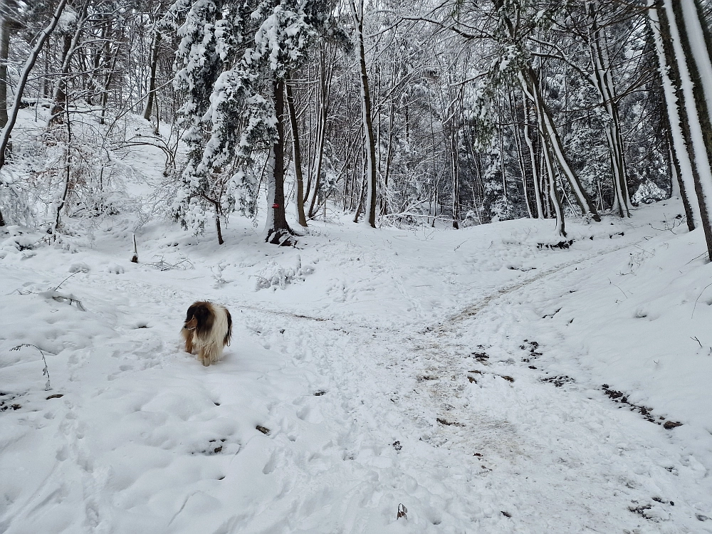 Slika je vidna v Google Chromu.