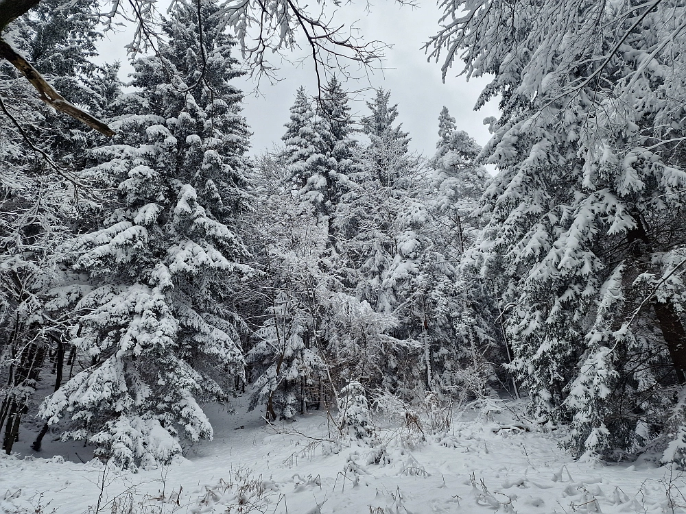 Slika je vidna v Google Chromu.