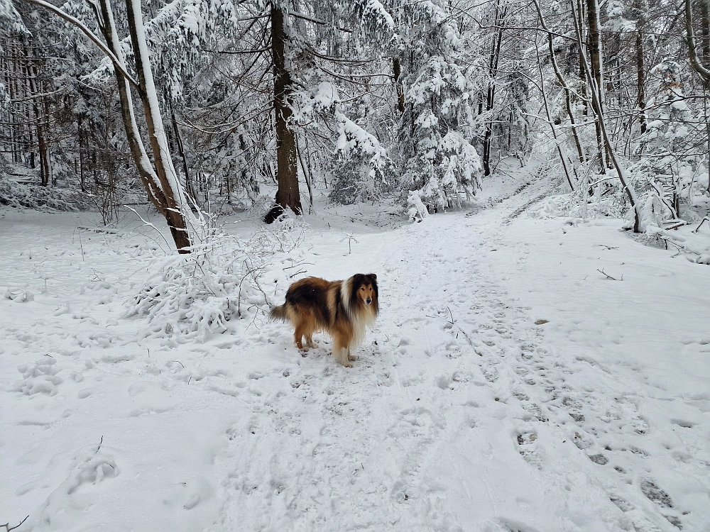 Slika je vidna v Google Chromu.