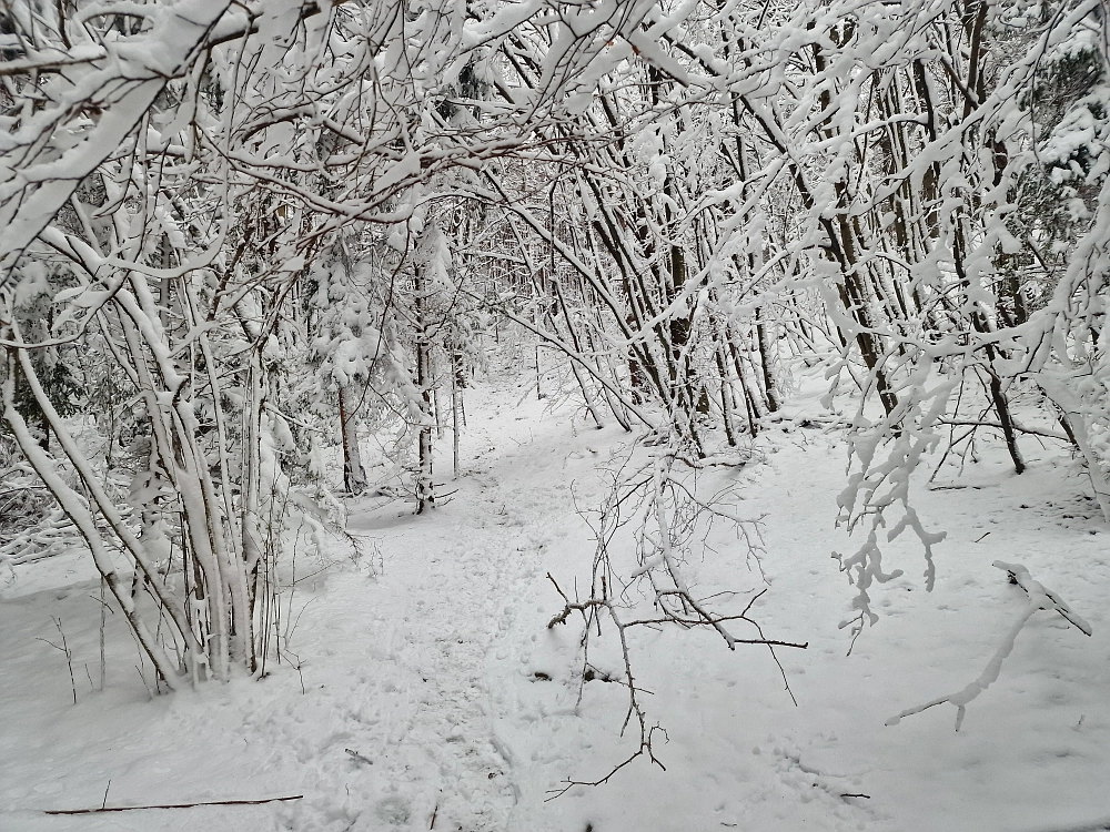 Slika je vidna v Google Chromu.