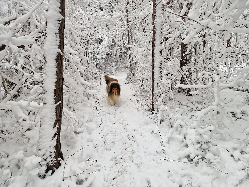 Slika je vidna v Google Chromu.