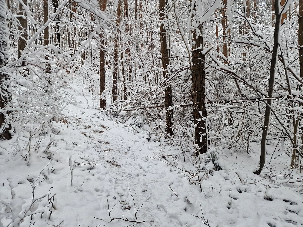 Slika je vidna v Google Chromu.