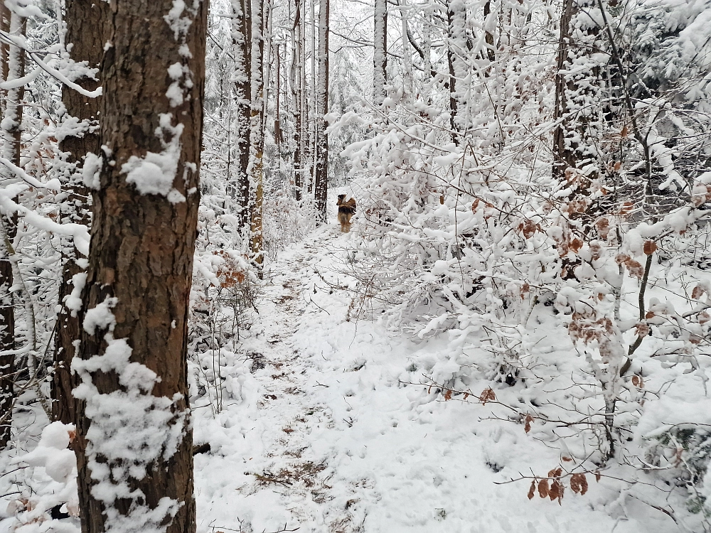 Slika je vidna v Google Chromu.