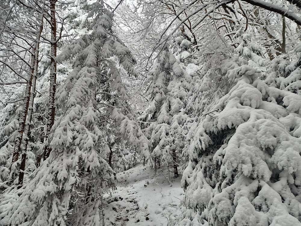 Slika je vidna v Google Chromu.