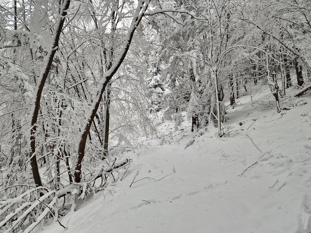Slika je vidna v Google Chromu.