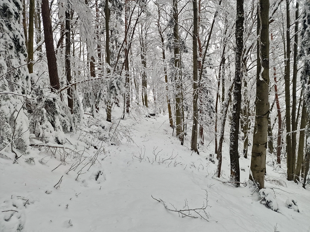 Slika je vidna v Google Chromu.