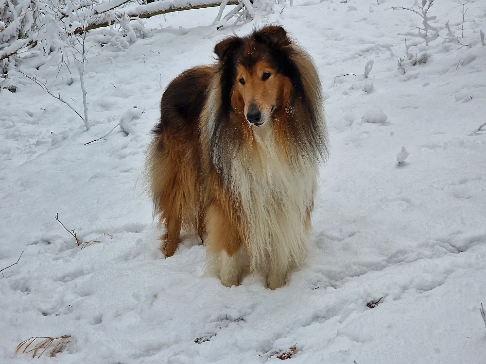 Slika je vidna v Google Chromu.