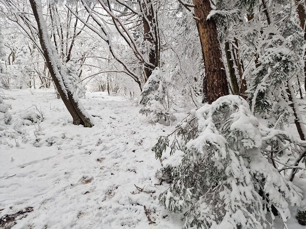 Slika je vidna v Google Chromu.