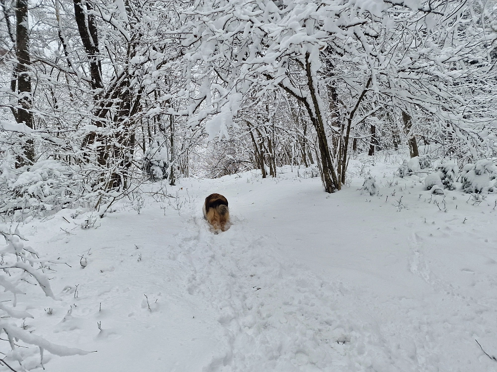 Slika je vidna v Google Chromu.