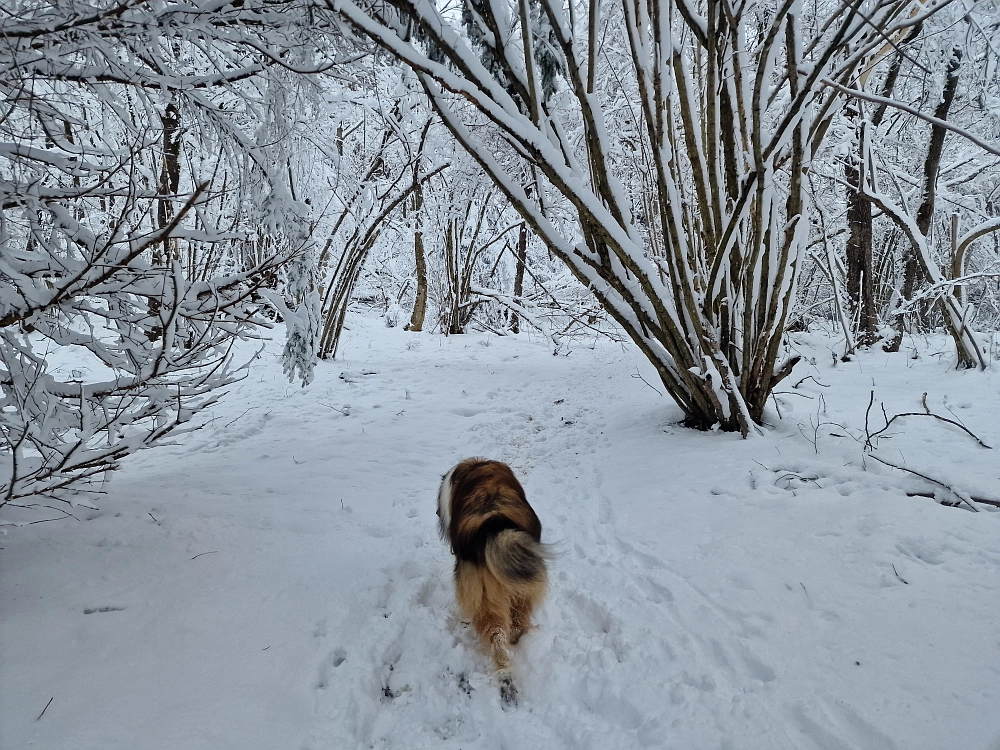 Slika je vidna v Google Chromu.