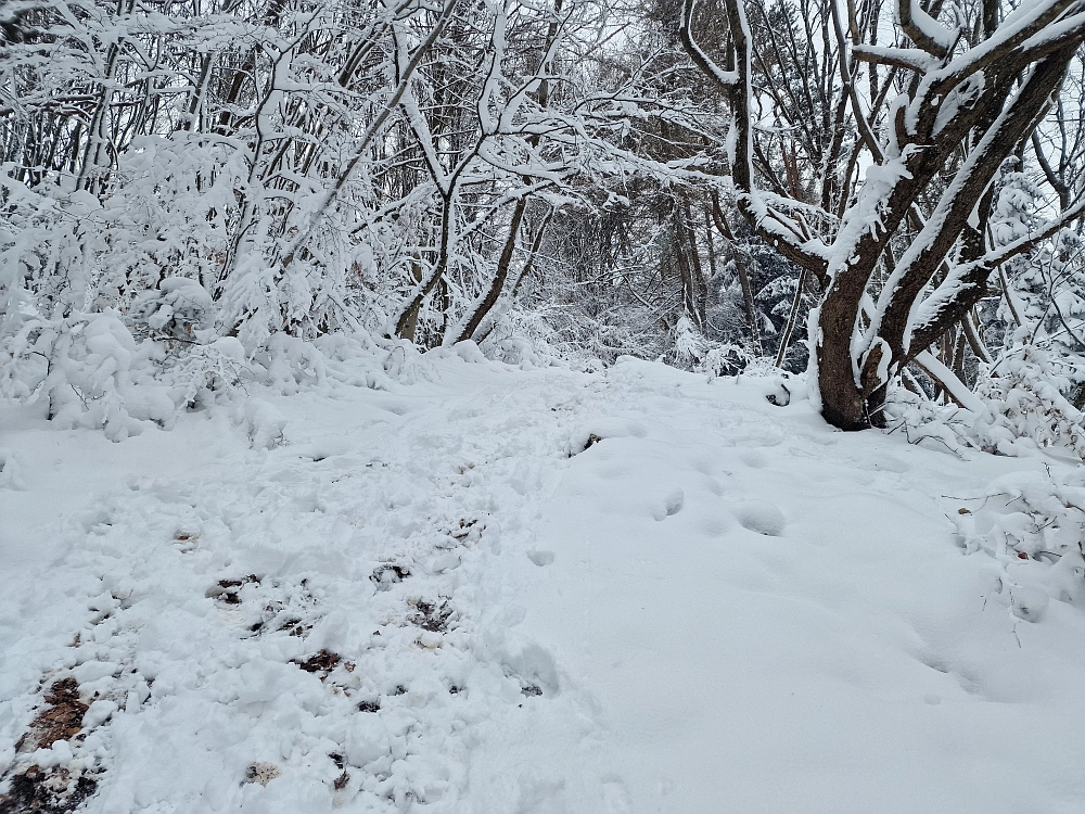 Slika je vidna v Google Chromu.