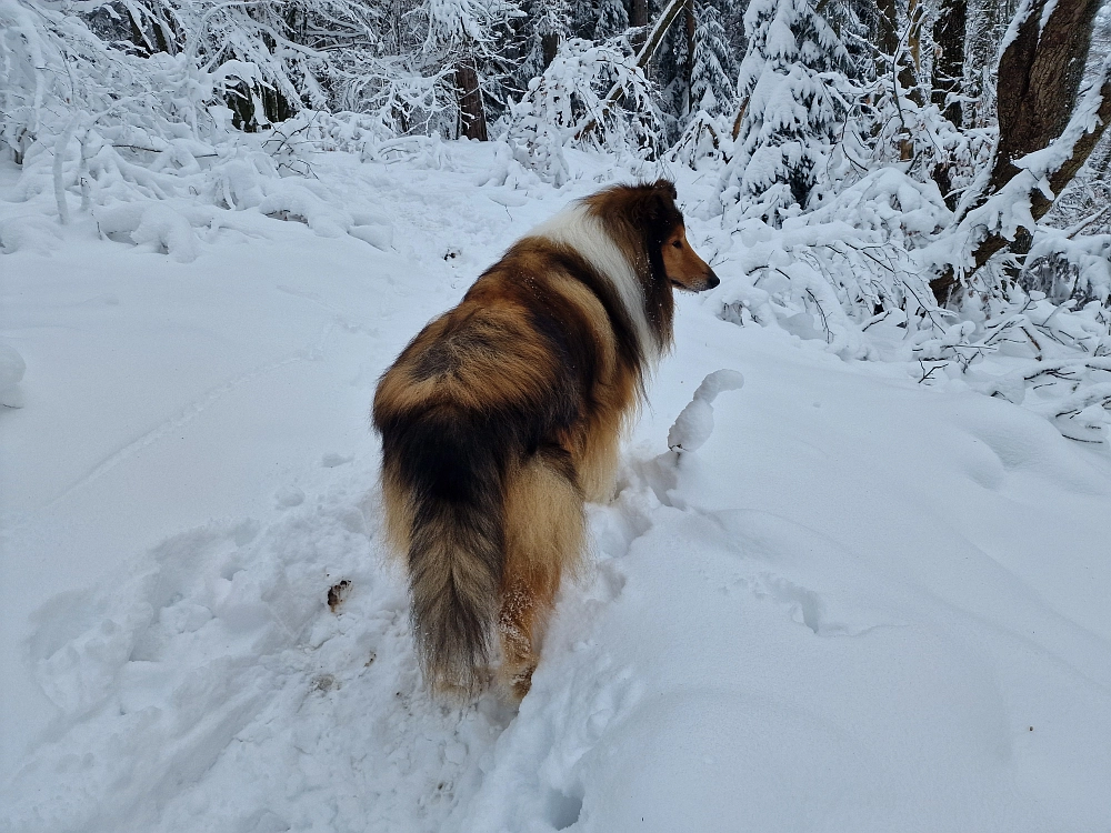 Slika je vidna v Google Chromu.