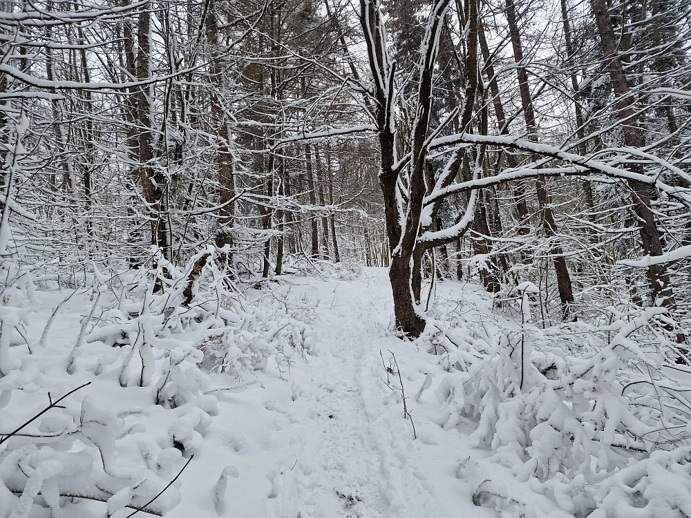 Slika je vidna v Google Chromu.