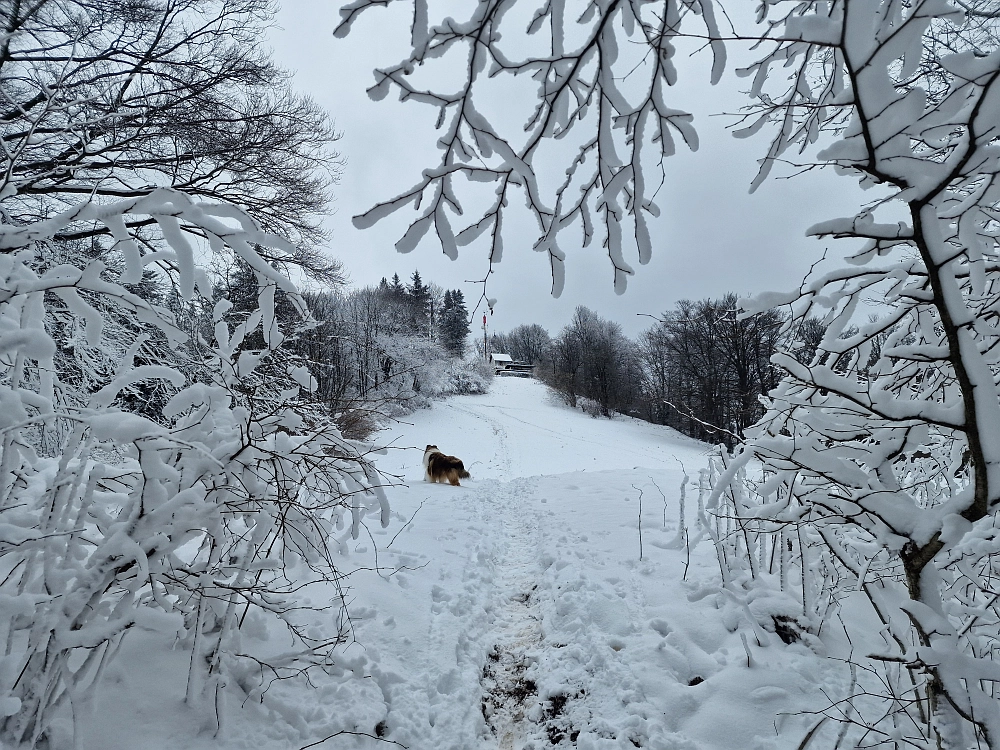 Slika je vidna v Google Chromu.