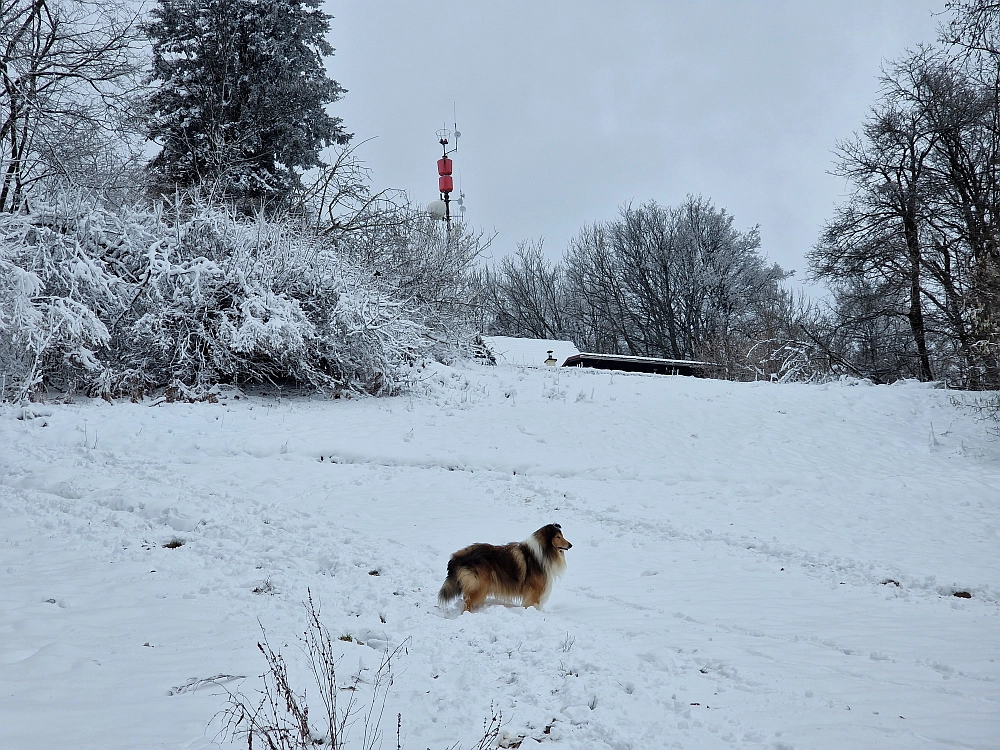 Slika je vidna v Google Chromu.