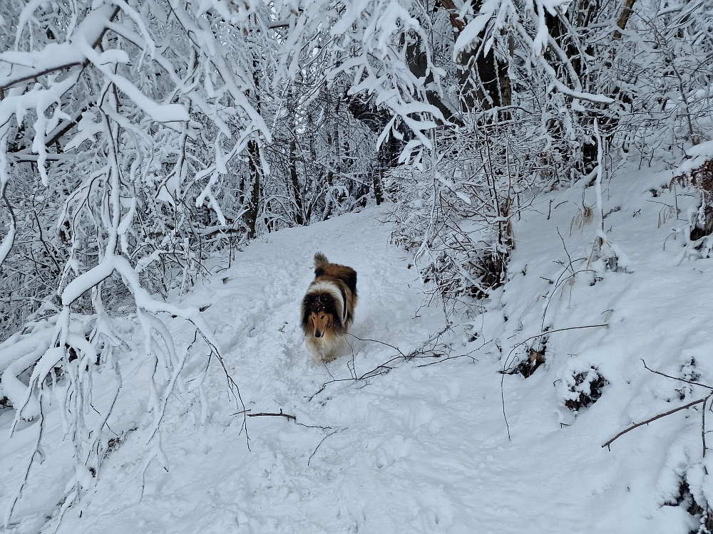 Slika je vidna v Google Chromu.