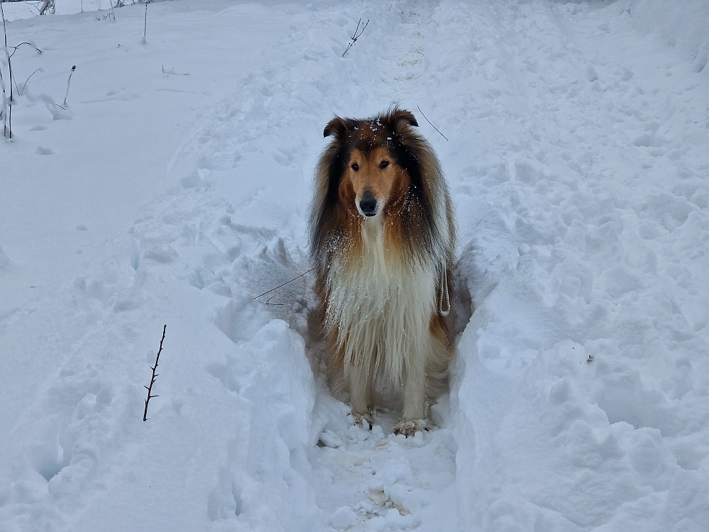 Slika je vidna v Google Chromu.