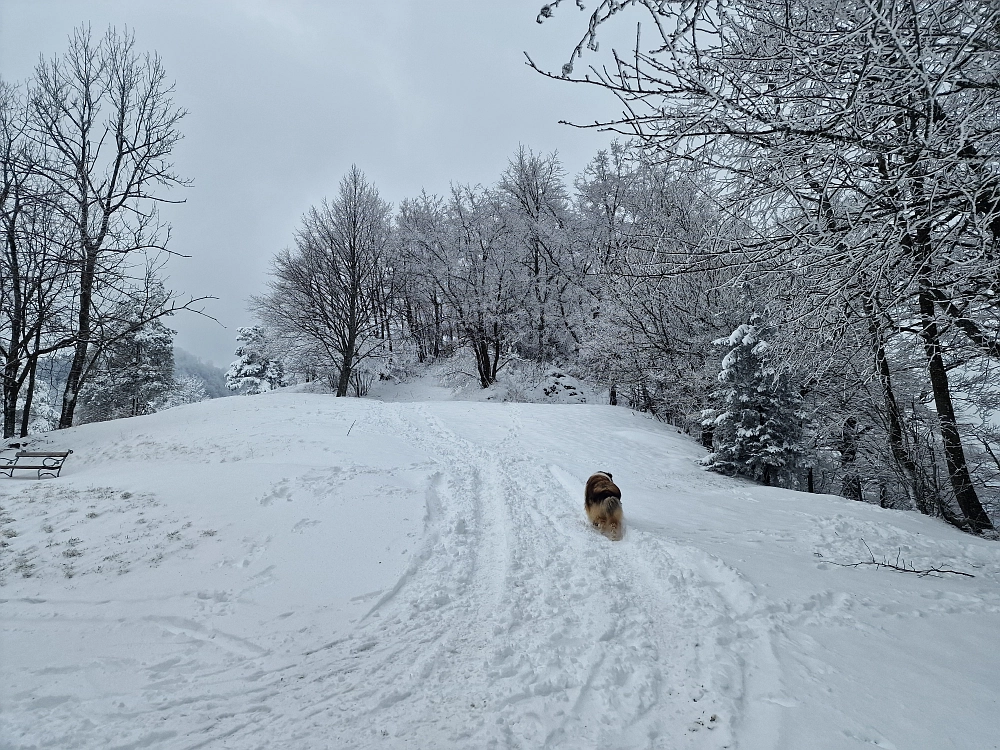Slika je vidna v Google Chromu.