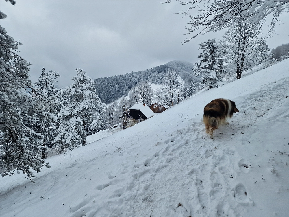 Slika je vidna v Google Chromu.