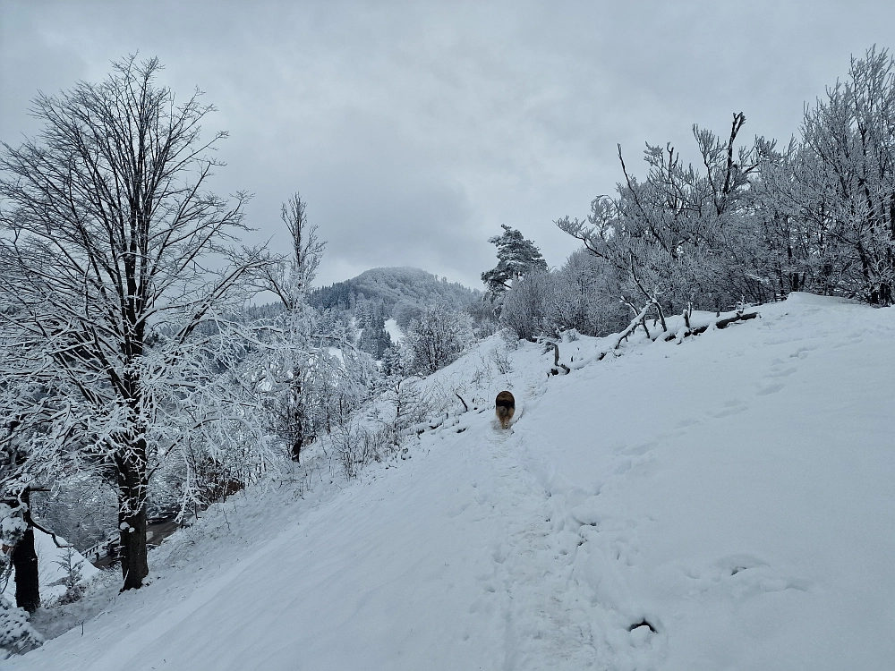 Slika je vidna v Google Chromu.