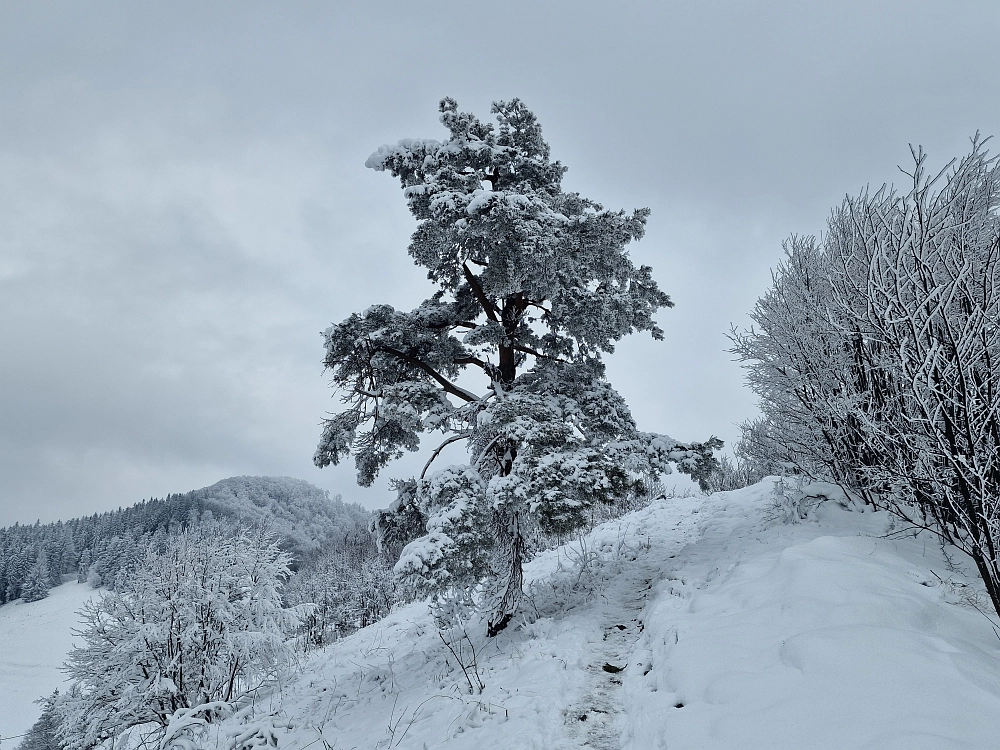 Slika je vidna v Google Chromu.