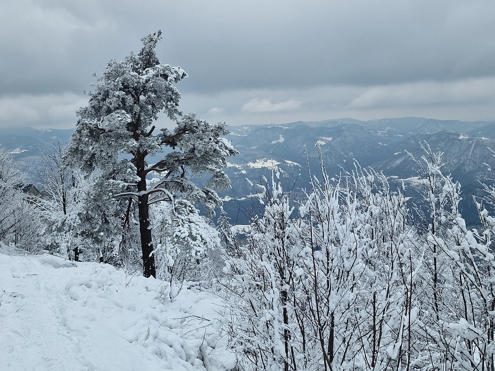 Slika je vidna v Google Chromu.