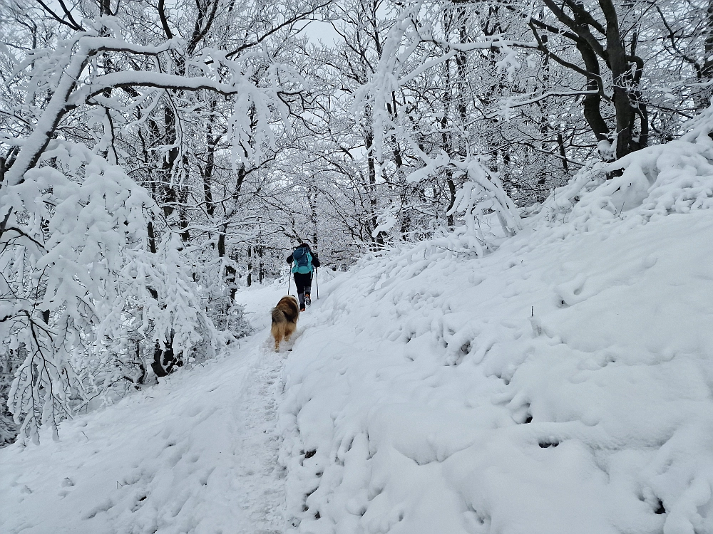 Slika je vidna v Google Chromu.