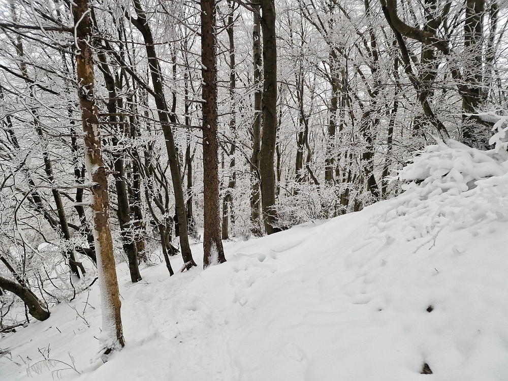 Slika je vidna v Google Chromu.