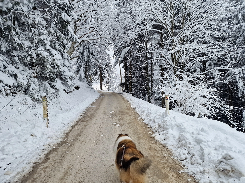Slika je vidna v Google Chromu.