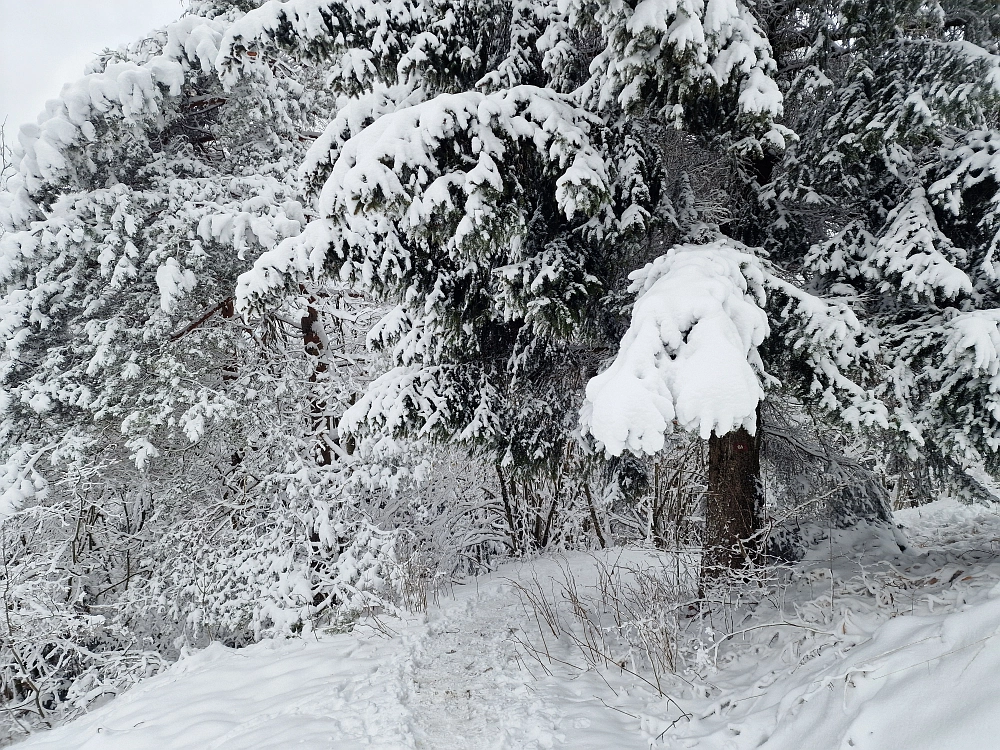 Slika je vidna v Google Chromu.