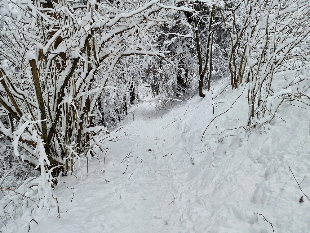 Slika je vidna v Google Chromu.