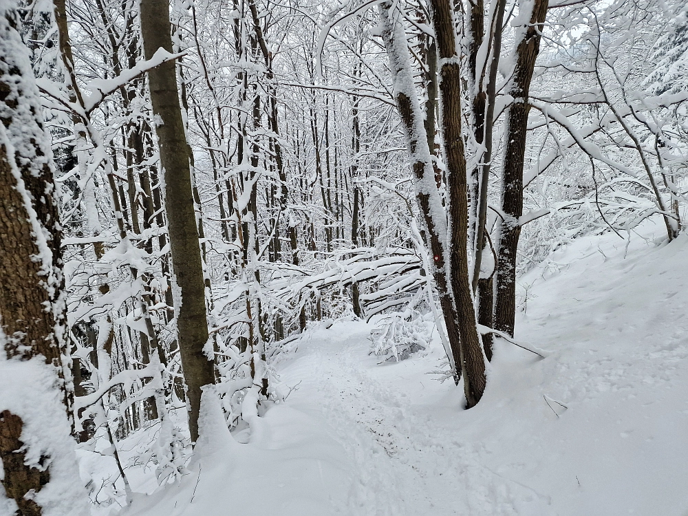 Slika je vidna v Google Chromu.