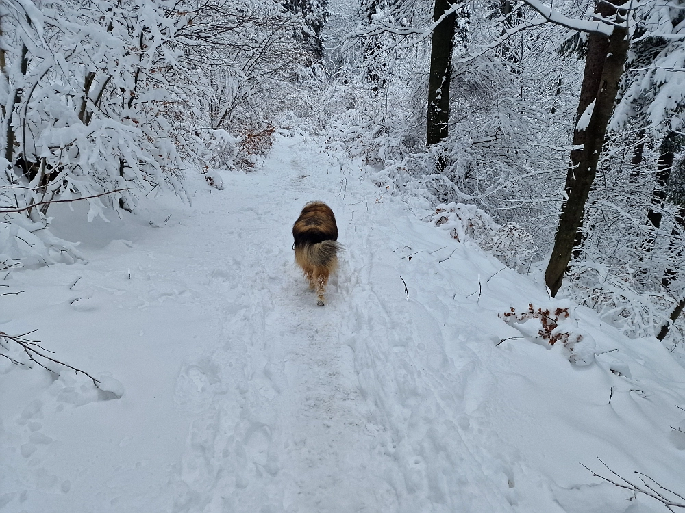 Slika je vidna v Google Chromu.