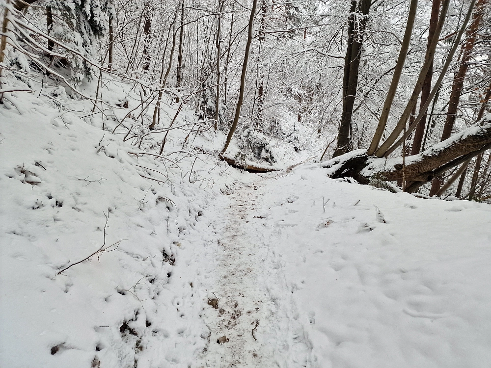 Slika je vidna v Google Chromu.